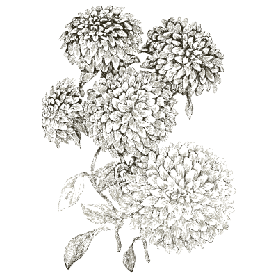 Clustered flower heads - Illustrated Catalogue and Amateur Cultivator's Guide - 1869