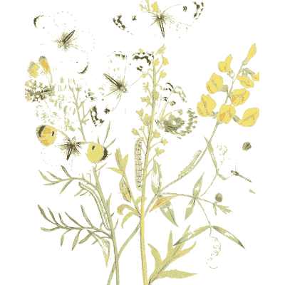 Butterflies on yellow pea flowers - British Butterflies and Their Transformations - 1841