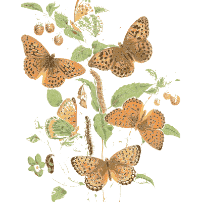 Butterflies over foliage - British Butterflies and Their Transformations - 1841
