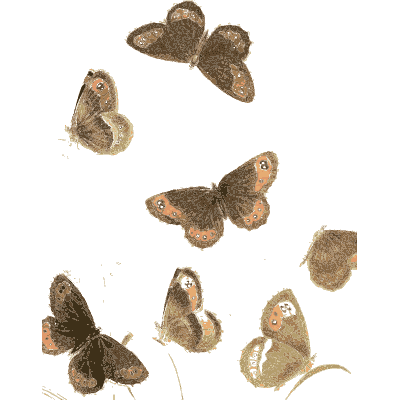 Butterflies on grass stems - British Butterflies and Their Transformations - 1841