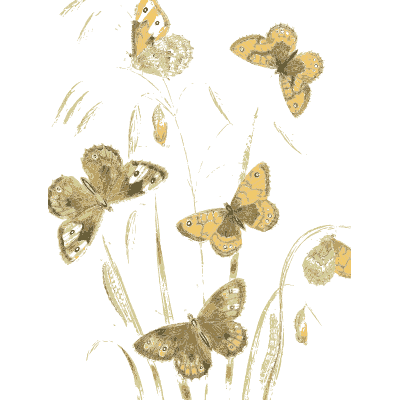 Pale butterflies on grass stems - British Butterflies and Their Transformations - 1841