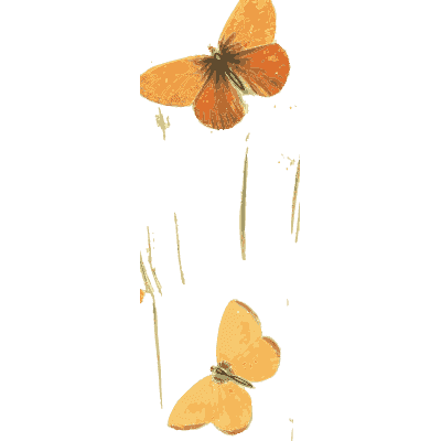 Orange butterflies on stems - British Butterflies and Their Transformations - 1841