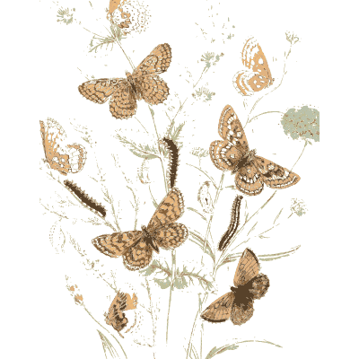Pale butterflies over blossom - British Butterflies and Their Transformations - 1841