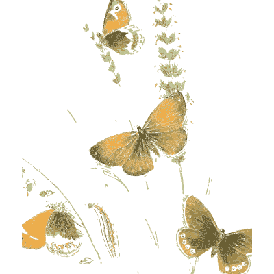 Butterflies on a flowering spike - British Butterflies and Their Transformations - 1841