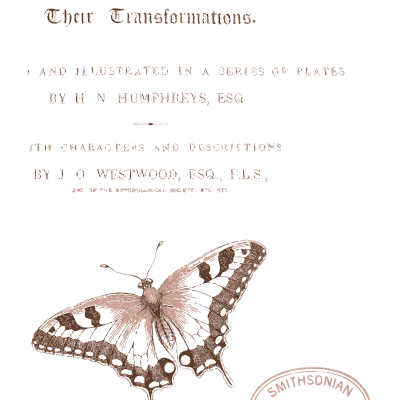 Swallowtail butterfly 01 - British Butterflies and Their Transformations - 1841