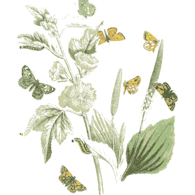 Butterflies over green leaves - British Butterflies and Their Transformations - 1841