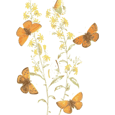 Orange butterflies on yellow flower spikes - British Butterflies and Their Transformations - 1841