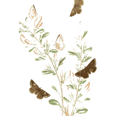 Butterflies on a pale stem - British Butterflies and Their Transformations - 1841