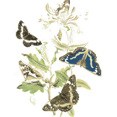 Butterflies over honeysuckle - British Butterflies and Their Transformations - 1841