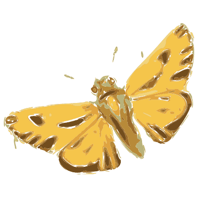 Yellow butterfly with spread wings - British Butterflies and Their Transformations - 1841