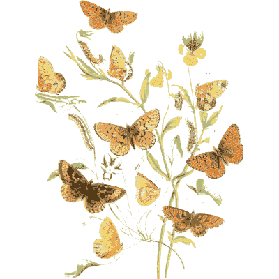 Butterflies over a leafy spray - British Butterflies and Their Transformations - 1841