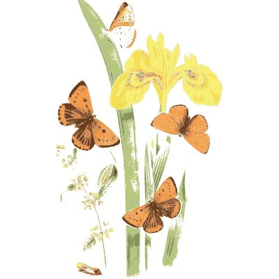 Butterflies over yellow irises - British Butterflies and Their Transformations - 1841