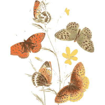 Butterflies on a yellow flower - British Butterflies and Their Transformations - 1841