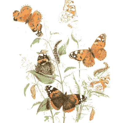 Butterflies over orange blooms - British Butterflies and Their Transformations - 1841