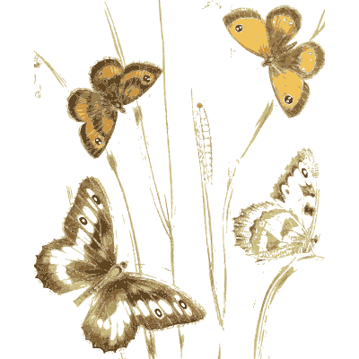 Butterflies on a slim stem - British Butterflies and Their Transformations - 1841