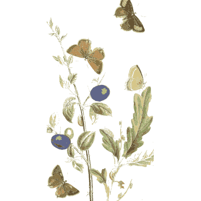 Butterflies over berried leaves - British Butterflies and Their Transformations - 1841