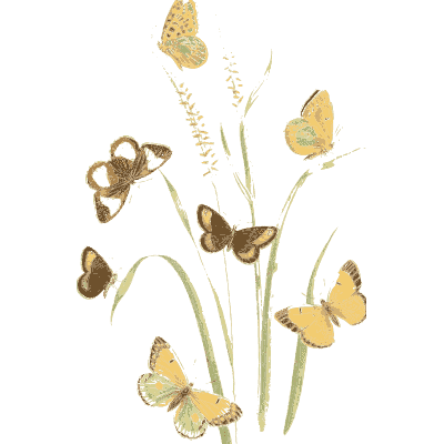 Butterflies over grasses - British Butterflies and Their Transformations - 1841