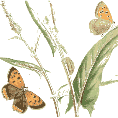 Orange butterflies on a stem - British Butterflies and Their Transformations - 1841