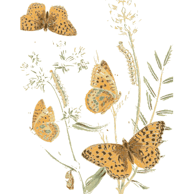 Butterflies over grass heads - British Butterflies and Their Transformations - 1841