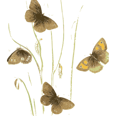 Brown butterflies on grass blades - British Butterflies and Their Transformations - 1841