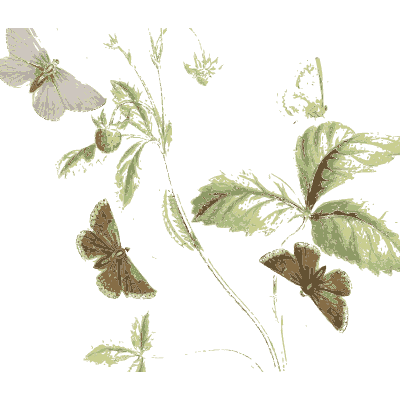 Pale butterflies over leaves - British Butterflies and Their Transformations - 1841