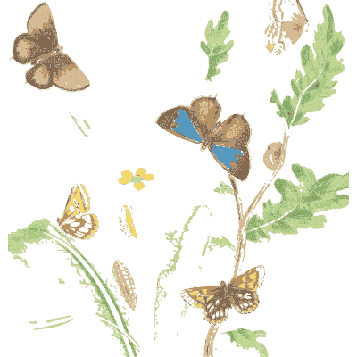 Butterflies over a leafy plant - British Butterflies and Their Transformations - 1841