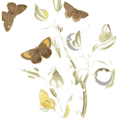 Butterflies over pale blossom - British Butterflies and Their Transformations - 1841