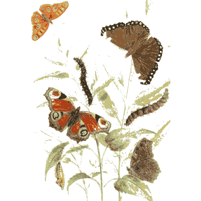 Butterflies on a flowering plant - British Butterflies and Their Transformations - 1841