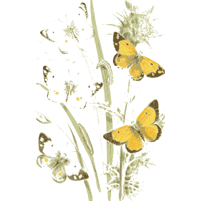 Yellow butterflies over grasses - British Butterflies and Their Transformations - 1841
