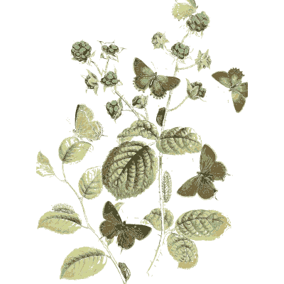 Moths over a fruiting bramble - British Butterflies and Their Transformations - 1841