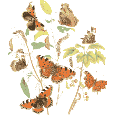 Butterflies over a leafy branch - British Butterflies and Their Transformations - 1841