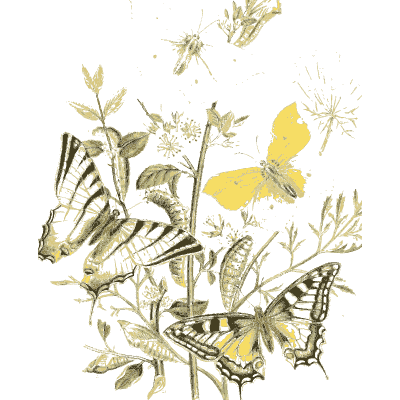 Swallowtails over pale flowers - British Butterflies and Their Transformations - 1841