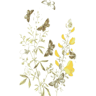 Pale moths over stems - British Butterflies and Their Transformations - 1841