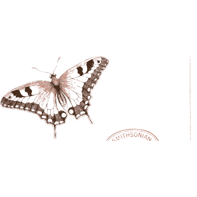Swallowtail butterfly 03 - British Butterflies and Their Transformations - 1841