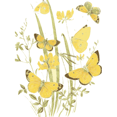 Yellow butterflies on a flowering stem - British Butterflies and Their Transformations - 1841