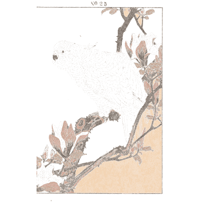 Cockatoo on a magnolia branch - Keinen Kacho Gafu, Volume 2 - 1891