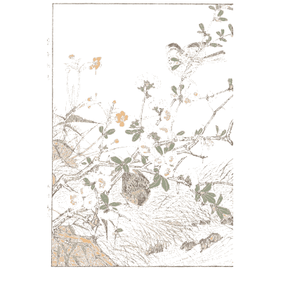 Birds among grasses - Keinen Kacho Gafu, Volume 2 - 1891
