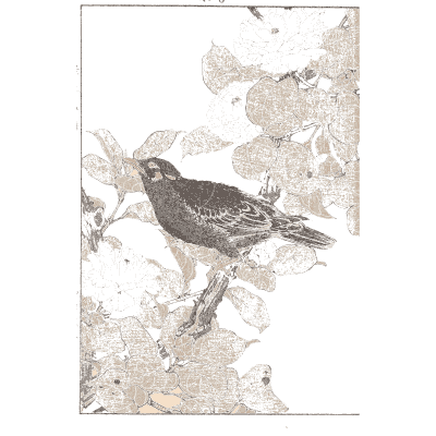 Dark bird among blossom - Keinen Kacho Gafu, Volume 2 - 1891