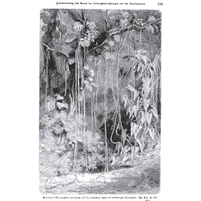 Lianas in a rain forest - Pflanzenleben - 1887