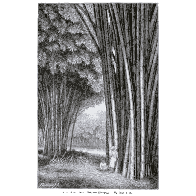 Bamboo grove 01 - Pflanzenleben - 1887