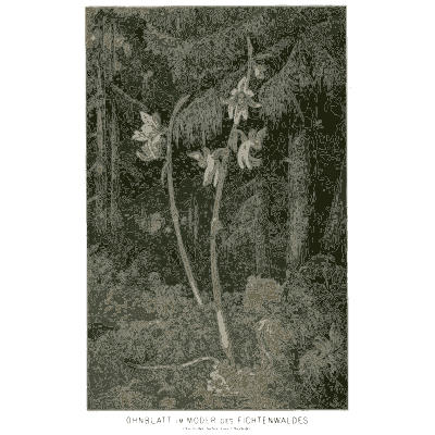 Orchid on a branch in a dark wood - Pflanzenleben - 1887