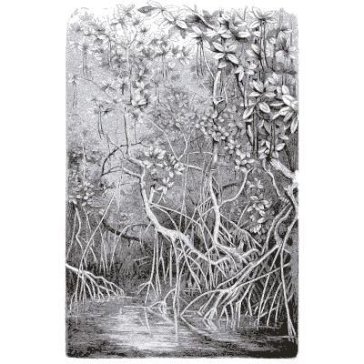Mangrove roots in shallow water - Pflanzenleben - 1887