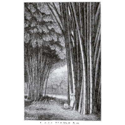 Bamboo grove 02 - Pflanzenleben - 1887