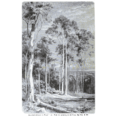 Eucalyptus wood - Pflanzenleben - 1887