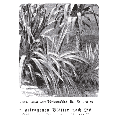 Flowering yucca - Pflanzenleben - 1887
