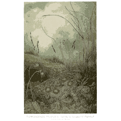 Reeds and scrub under a moon - Pflanzenleben - 1887