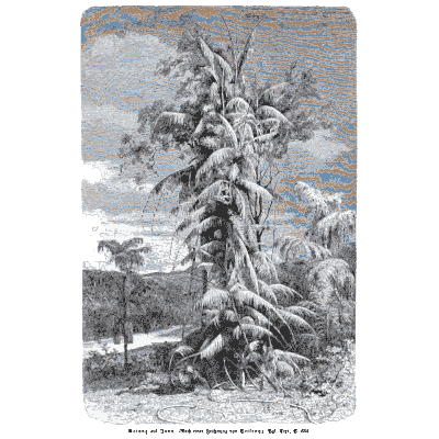 Snow-laden fir tree - Pflanzenleben - 1887