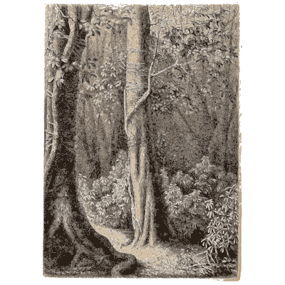 Buttressed forest trunk - Pflanzenleben - 1887