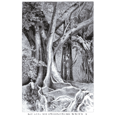 Tree on buttress roots - Pflanzenleben - 1887