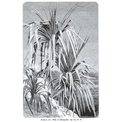 Screw pine on stilt roots - Pflanzenleben - 1887